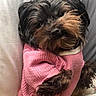 Milan is registered to the contest to win money with this photo: adorable, animal, bed, blanket, canine, cozy, cute, dog, domestic_animal, fluffy, fur, indoors, looking_at_camera, lying_down, pet, pink_sweater, portrait, resting, sleepy, small_dog