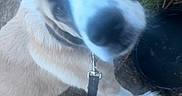 Cooper joined the competition — help win amazing prizes! dog, canine, pet, animal, portrait, close_up, nose, snout, ears, fur, white_fur, brown_fur, black_markings, leash, collar, outdoor, garden, grass, planter, curious