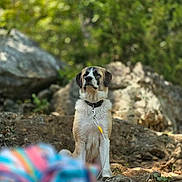 Cooper is registered to the contest to win money with this photo: dog, saint_bernard, pet, collar, leash, sitting, outdoors, forest, woodland, rocks, rocky_trail, nature, trees, greenery, wildlife, portrait, centered_subject, colorful_blanket, blurred_foreground, daylight