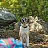 dog, saint_bernard, pet, collar, leash, sitting, outdoors, forest, woodland, rocks, rocky_trail, nature, trees, greenery, wildlife, portrait, centered_subject, colorful_blanket, blurred_foreground, daylight