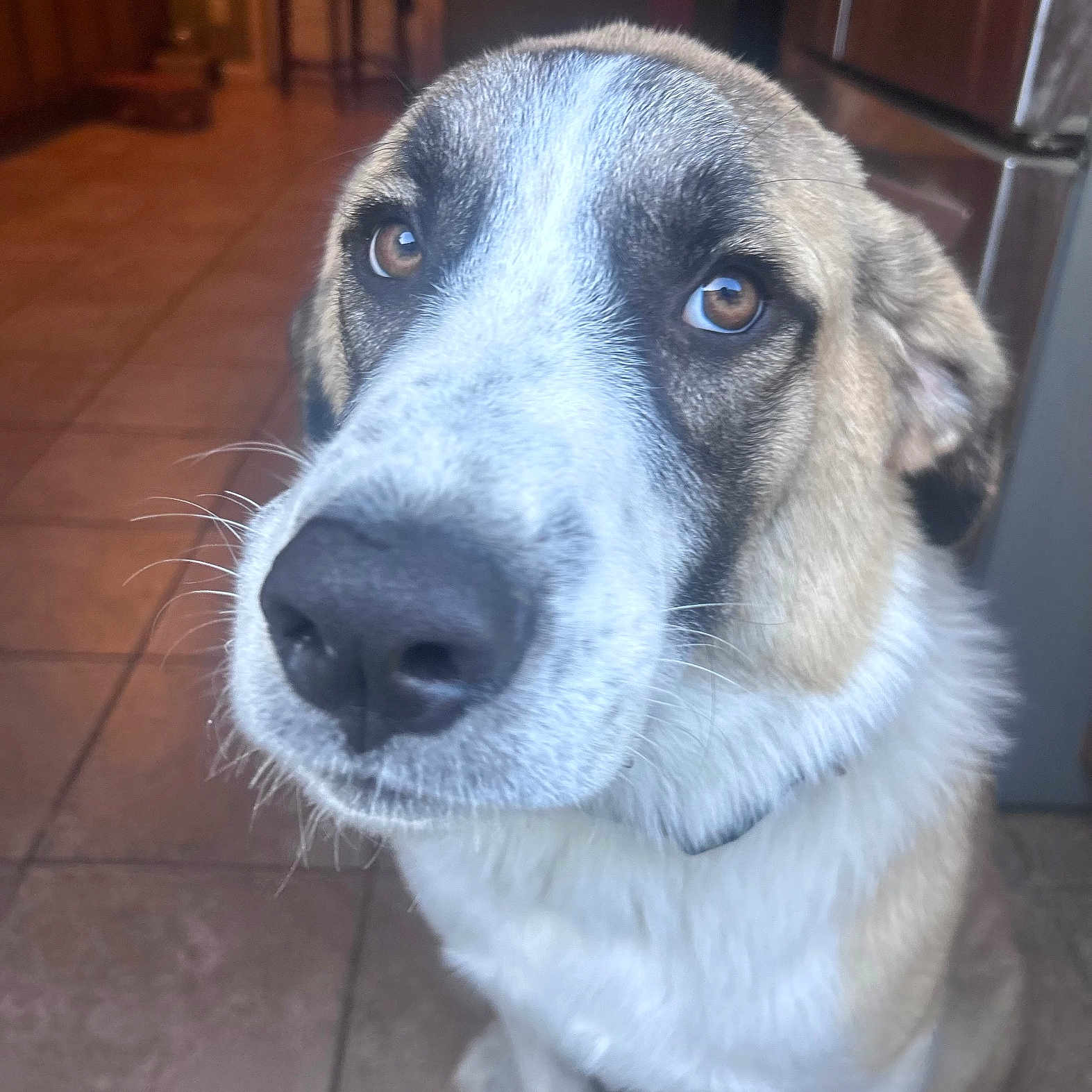 Cooper