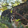 Cooper joined the competition — help win amazing prizes! dog, puppy, canine, outdoor, nature, woodland, forest, foliage, leaves, trees, branches, animal, portrait, looking_at_camera, standing, brown_fur, white_fur, black_markings, bokeh, sunlight