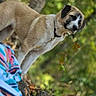 Cooper is registered to the contest to win money with this photo: dog, animal, canine, tree, branch, outdoors, forest, nature, leaves, greenery, brown_fur, white_fur, black_face, collar, balancing, climbing, adventure, portrait, daylight, colorful_clothing