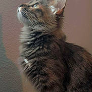 Kora joined the competition — help win amazing prizes! cat, tabby, feline, pet, fur, whiskers, ear, portrait, profile, looking_up, curious, indoor, longhair, closeup, mammal, sitting, wall, soft_light, companion, cute