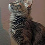 cat, tabby, feline, pet, fur, whiskers, ear, portrait, profile, looking_up, curious, indoor, longhair, closeup, mammal, sitting, wall, soft_light, companion, cute