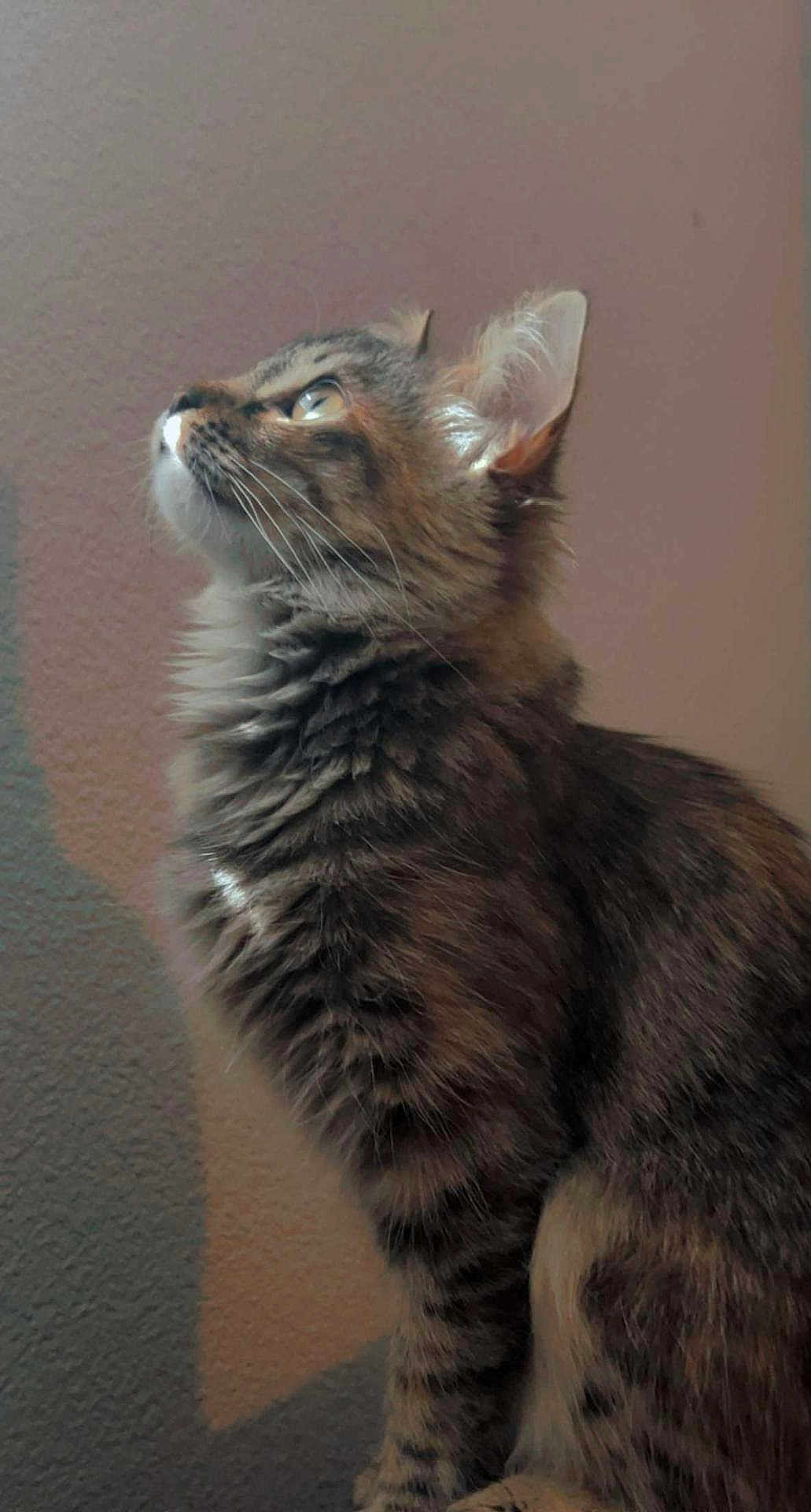 Kora joined the competition — help win amazing prizes! cat, tabby, feline, pet, fur, whiskers, ear, portrait, profile, looking_up, curious, indoor, longhair, closeup, mammal, sitting, wall, soft_light, companion, cute