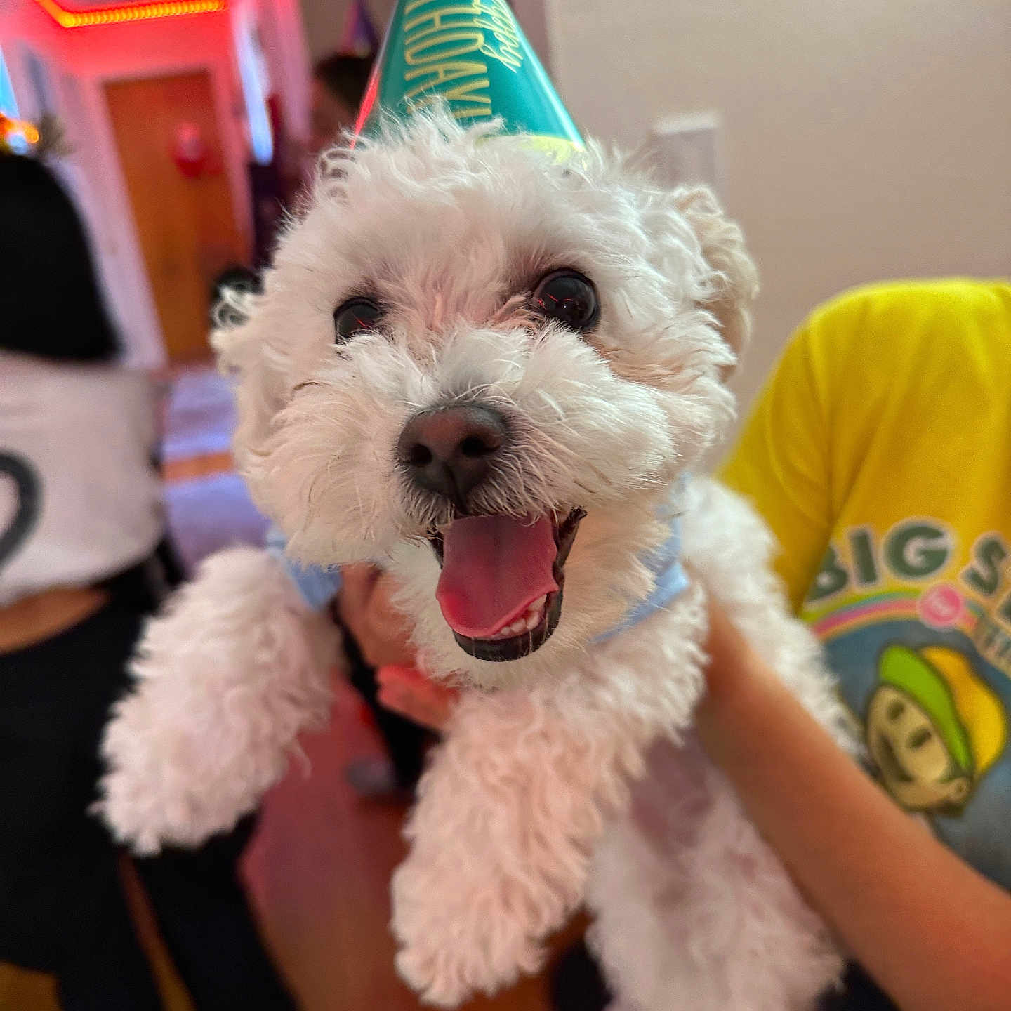Sonny is registered to the contest to win money with this photo: animal, baby, boy, canine, cap, child, clothing, dog, face, hardwood, hat, head, male, partyhat, person, pet, photography, portrait, puppy, wood