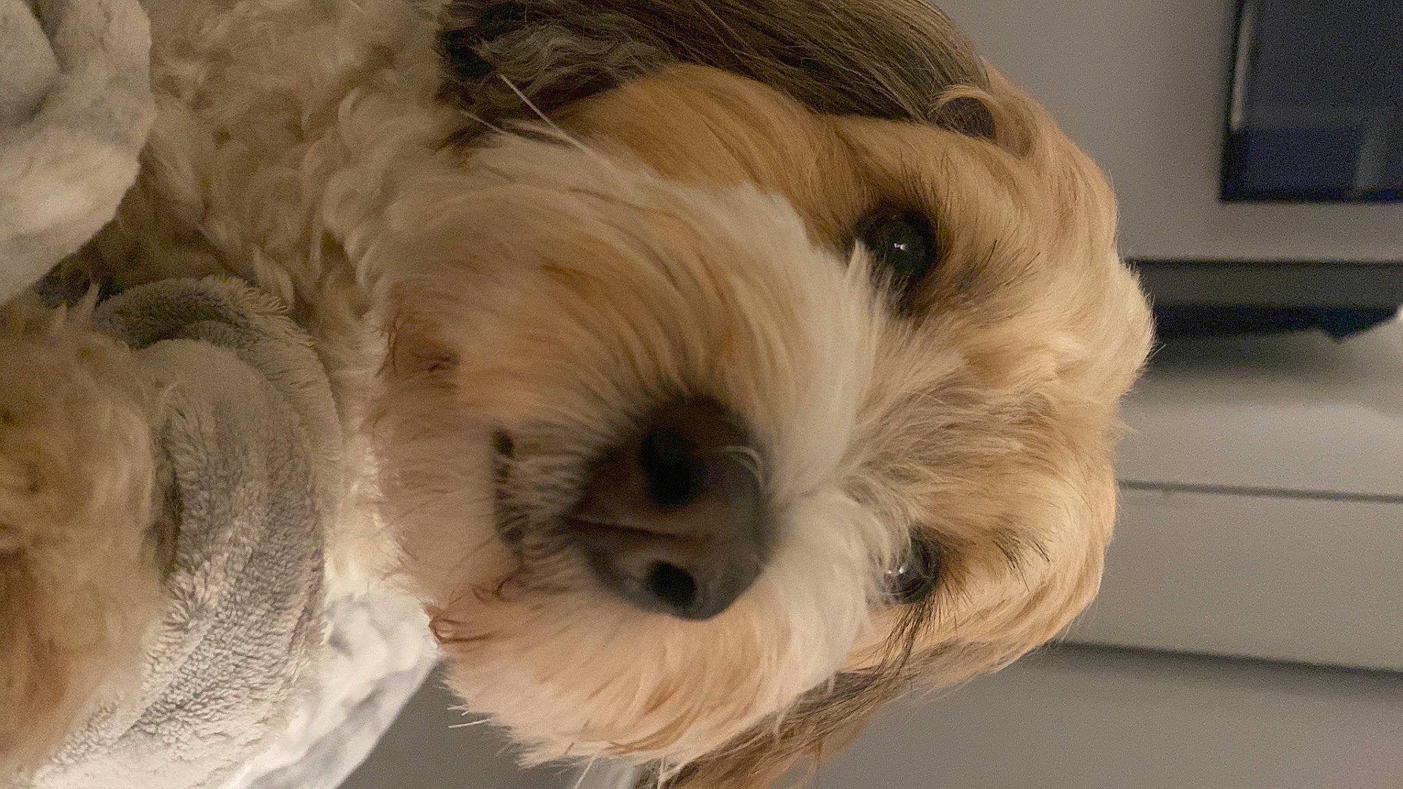 Betsy joined the competition — help win amazing prizes! canidae, carnivore, companion_dog, dog, dog_breed, fur, liver, maltepoo, picture_frame, puppy_love, schnauzer, small_terrier, snout, sporting_group, television, terrestrial_animal, terrier, toy_dog, whiskers, working_animal