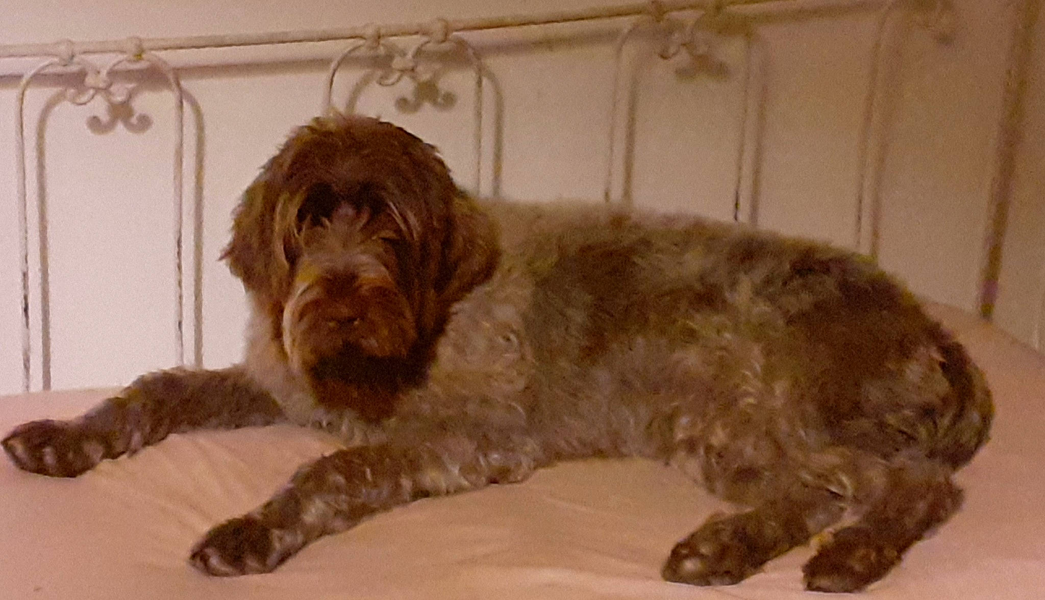 Tess participe au concours pour gagner de l'argent avec cette photo : canidae, carnivore, cocker_spaniel, companion_dog, dog, dog_breed, dog_collar, dog_food, fur, gun_dog, labradoodle, liver, puppy, retriever, spaniel, sporting_group, terrestrial_animal, water_dog, working_animal