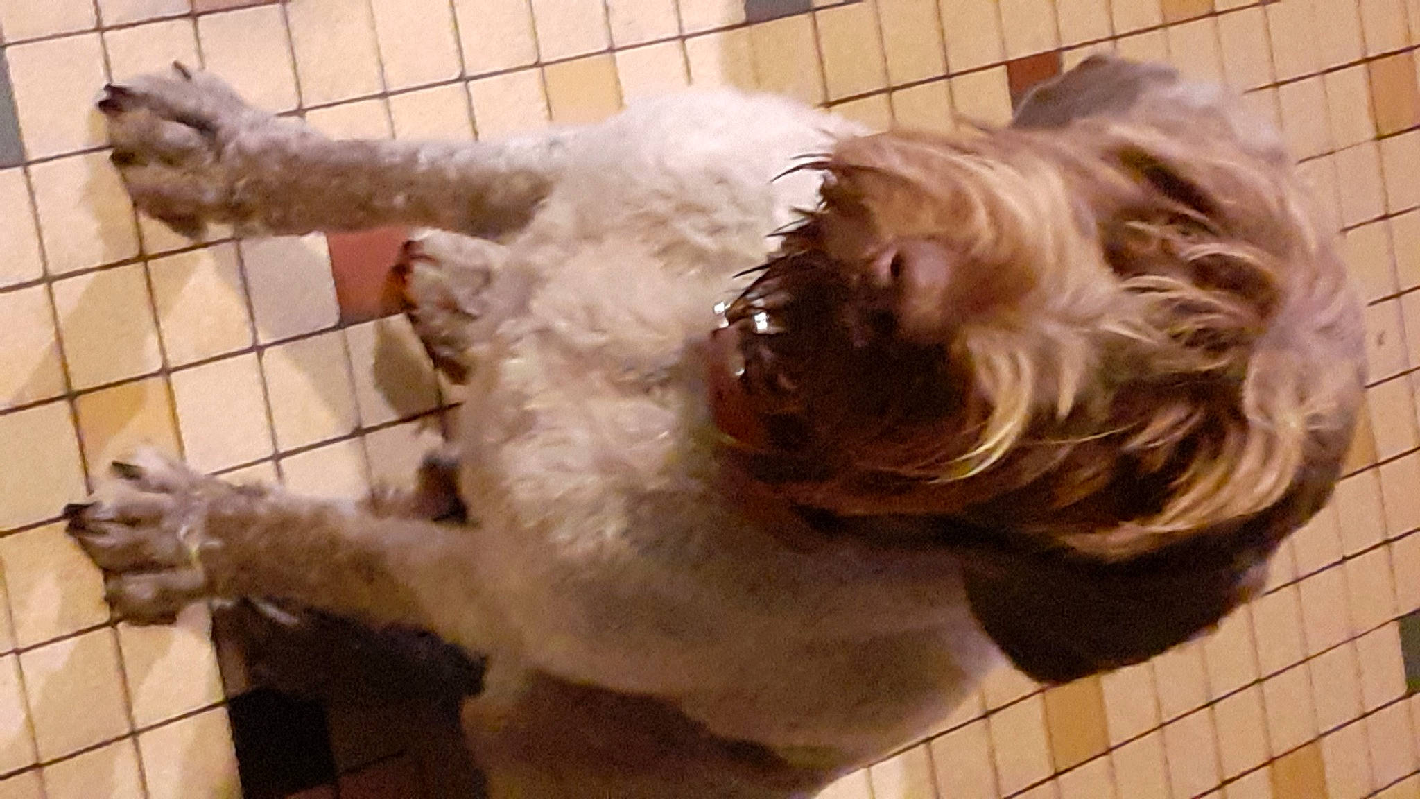 Tess a rejoint le concours — aidez-le/la à gagner de superbes lots ! canidae, carnivore, companion_dog, dog, dog_breed, dog_collar, dog_supply, fawn, fur, labradoodle, liver, non_sporting_group, pet_supply, small_terrier, snout, sporting_group, tail, terrier, toy_dog, working_animal