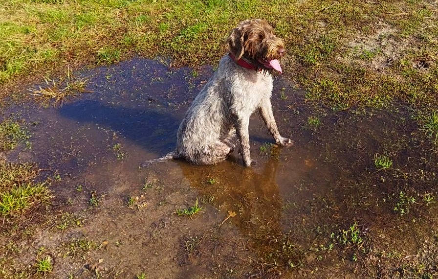 Tess participe au concours pour gagner de l'argent avec cette photo : canidae, carnivore, companion_dog, dog, dog_breed, gun_dog, hunting_dog, liver, plant, pointing_breed, soil, spaniel, sporting_group, tail, water, water_dog, working_dog