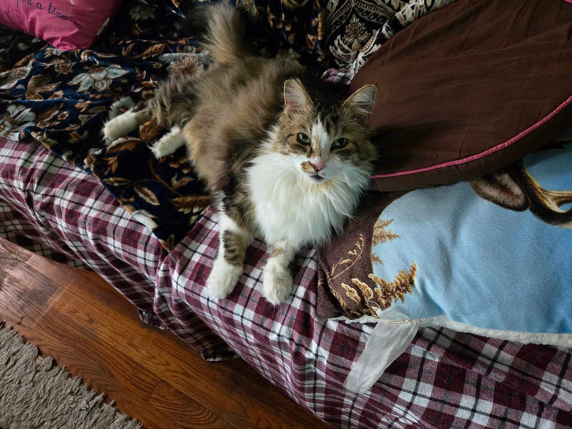 Hercules is registered to the contest to win money with this photo: cat, fluffy, bed, blanket, pillow, plaid, pattern, indoor, feline, pet, fur, relaxed, looking, wood_floor, cozy, domestic, animal, resting, comfortable, home