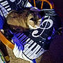 Hercules is registered to the contest to win money with this photo: cat, sleeping, chair, blanket, music_theme, piano_keys, treble_clef, indoor, cozy, furniture, pet, relaxing, soft_lighting, brown_cat, wooden_armrest, carpet, fluffy, resting, home, animal