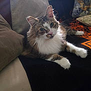 Hercules is registered to the contest to win money with this photo: cat, fluffy, couch, pillow, blanket, indoor, pet, feline, relaxed, fur, whiskers, tabby, white_paws, cozy, resting, home, animal, comfort, soft_light, looking_at_camera