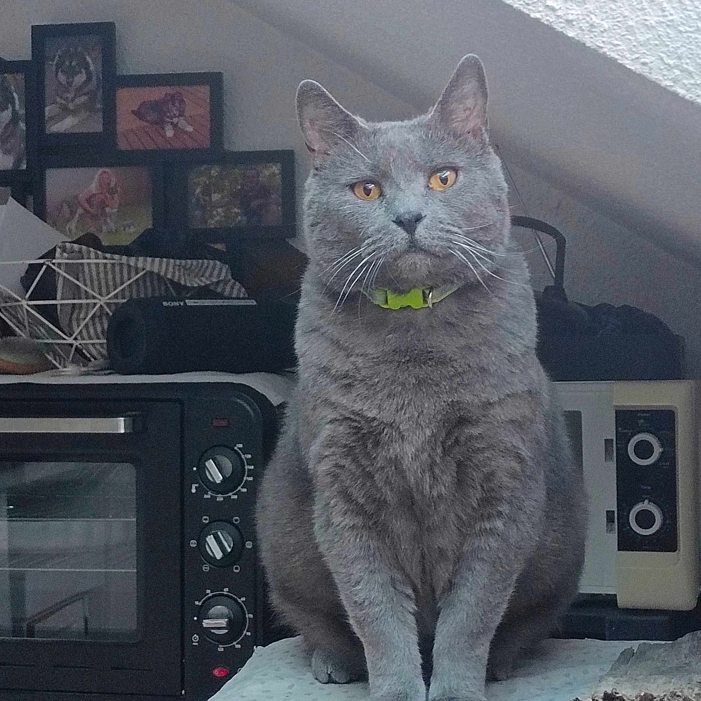 Paco
