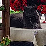 Paco a rejoint le concours — aidez-le/la à gagner de superbes lots ! cat, gray_cat, table, tablecloth, flowers, red_flowers, greenery, plant, indoor, relaxing, pet, feline, resting, decor, vase, still_life, cozy, peaceful, animal, home