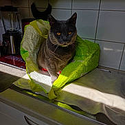 Paco a rejoint le concours — aidez-le/la à gagner de superbes lots ! cat, gray_cat, amber_eyes, green_bag, kitchen_counter, sunlight, blender, white_tiles, indoor, pet, curious, sitting, reusable_bag, kitchen, household, domestic_animal, feline, window_light, table_surface, appliance