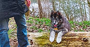 Nanouk a rejoint le concours — aidez-le/la à gagner de superbes lots ! animal, blue_eyes, coat, dog, forest, grass, jeans, leaves, log, moss, nature, outdoor, person, pet, playful, puppy, tongue_out, tree, water, woodland