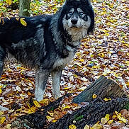 Nanouk participe au concours pour gagner de l'argent avec cette photo : alert, animal, autumn, bark, blue_eyes, canine, collar, dog, fall, forest, fur, husky, leaves, muzzle, nature, outdoor, pet, standing, tree, woodland