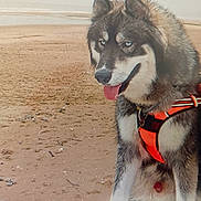 Nanouk a rejoint le concours — aidez-le/la à gagner de superbes lots ! animal, beach, blue_eyes, calm, canine, daytime, dog, fluffy_coat, happy, harness, husky, leash, nature, outdoor, person_hand, pet, sand, shoreline, tongue_out, walking
