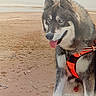 dog, husky, blue_eyes, beach, sand, harness, leash, tongue_out, fluffy_coat, animal, pet, outdoor, canine, walking, person_hand, calm, shoreline, nature, daytime, happy