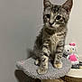 kitten, cat, tabby, gray_cat, cat_tree, plush_toy, hello_kitty, indoor, pet, feline, curious, young_cat, wooden_floor, wall, toy, cozy, small_animal, sitting, furniture, cute