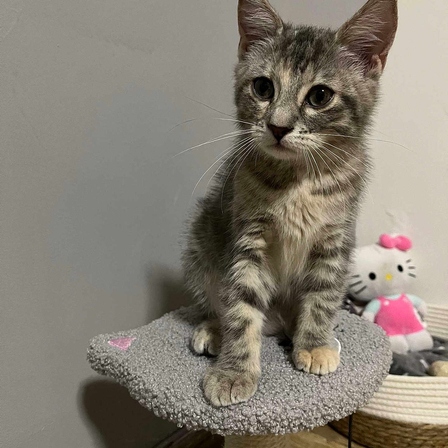 Princesse a rejoint le concours — aidez-le/la à gagner de superbes lots ! cat, cat_tree, cozy, curious, cute, feline, furniture, gray_cat, hello_kitty, indoor, kitten, pet, plush_toy, sitting, small_animal, tabby, toy, wall, wooden_floor, young_cat