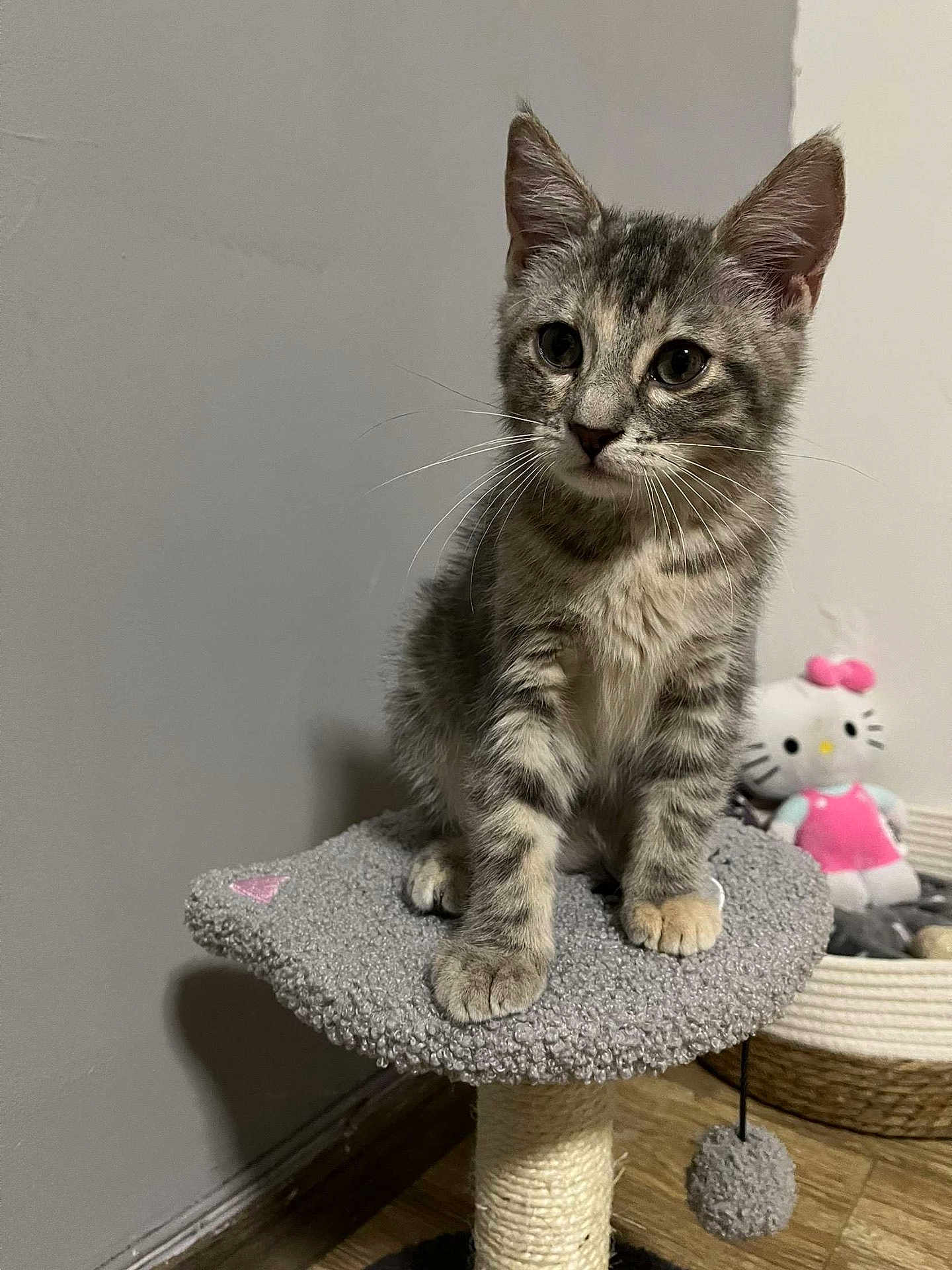 Princesse a rejoint le concours — aidez-le/la à gagner de superbes lots ! kitten, cat, tabby, gray_cat, cat_tree, plush_toy, hello_kitty, indoor, pet, feline, curious, young_cat, wooden_floor, wall, toy, cozy, small_animal, sitting, furniture, cute