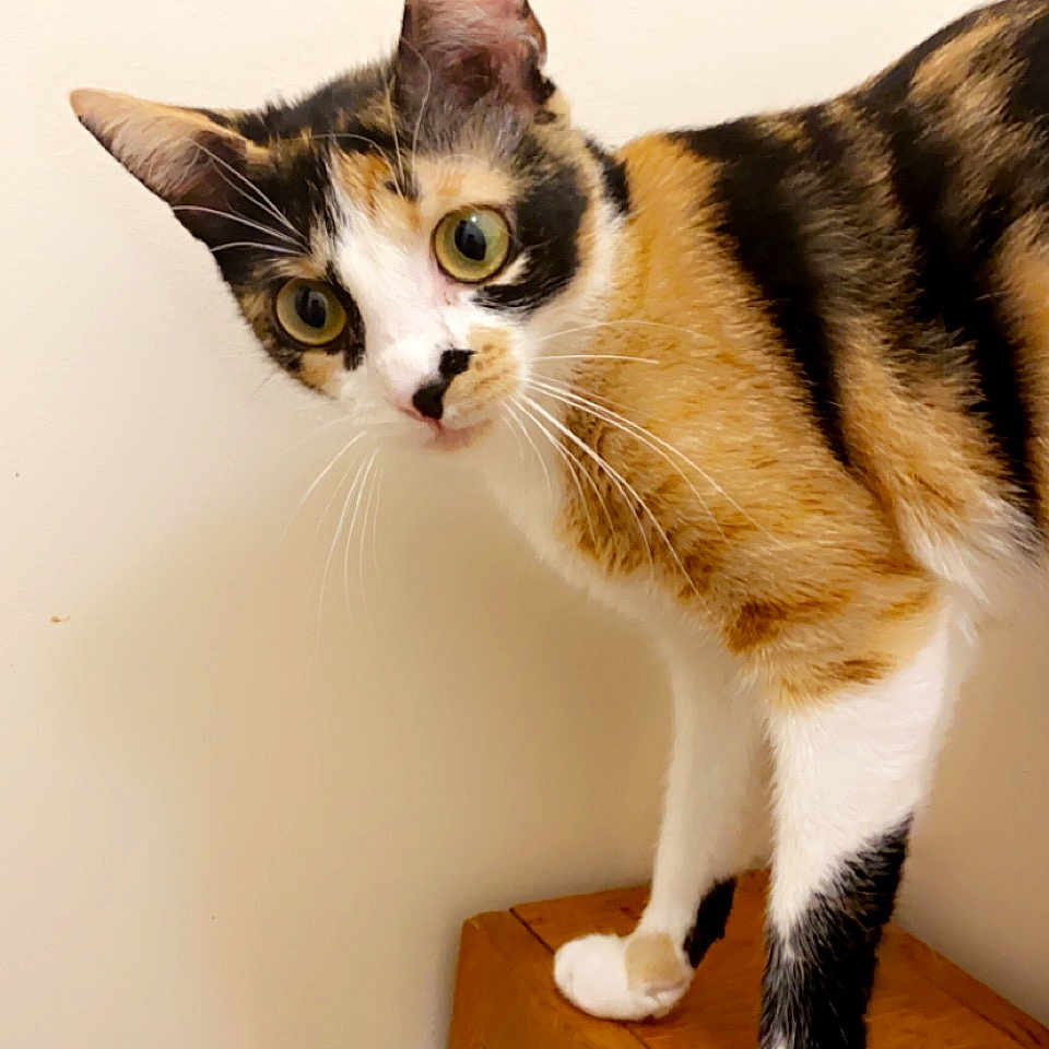Mia