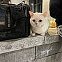 Sparky is registered to the contest to win money with this photo: cat, white_cat, heterochromia, pet_carrier, concrete, night, outdoor, curious, animal, feline, person_partial, jeans, black_jacket, window, wall, lighting, sidewalk, urban, crouching, closeup