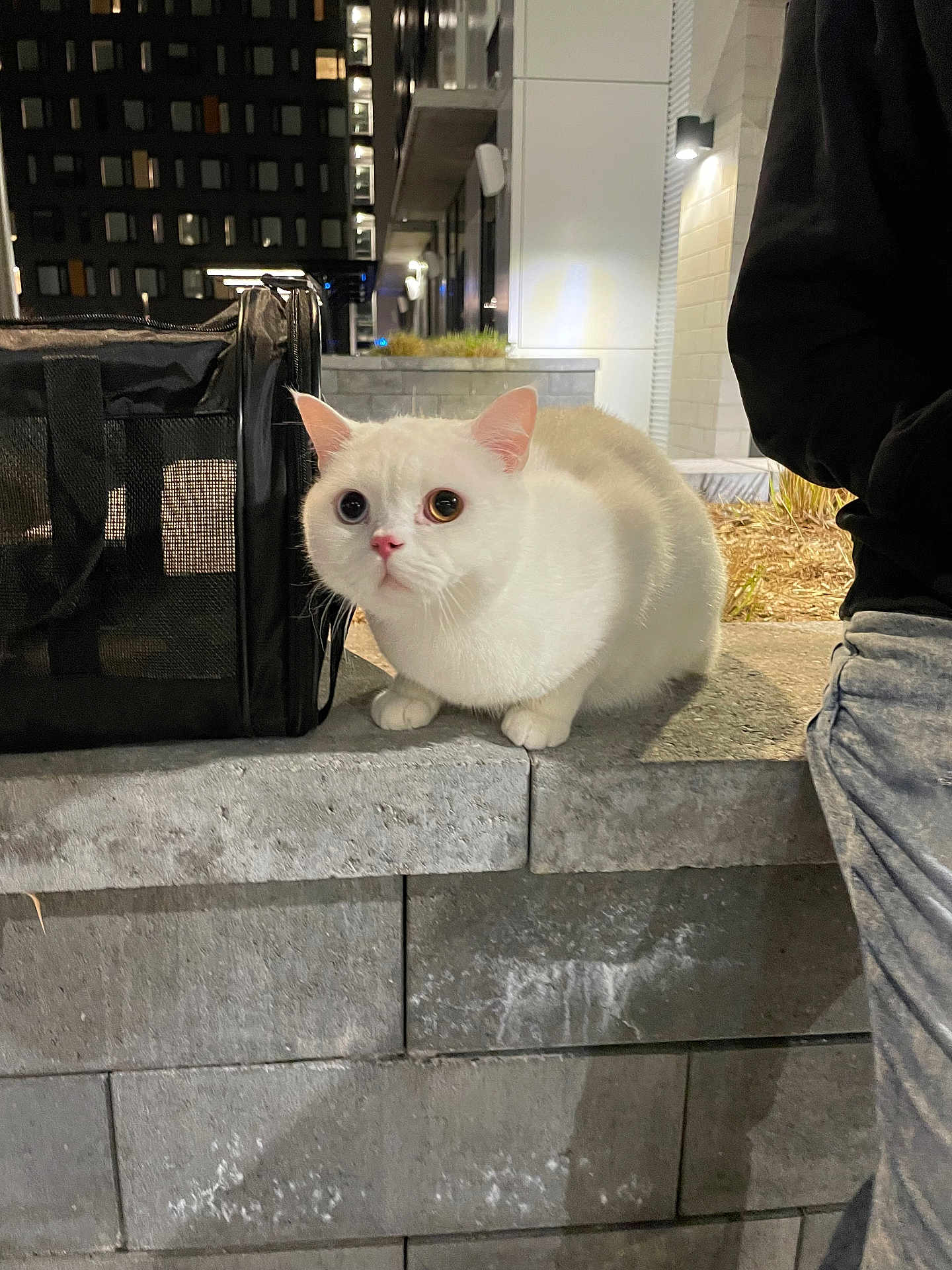 Sparky joined the competition — help win amazing prizes! cat, white_cat, heterochromia, animal, pet, night, urban, concrete, ledges, building, window, person_partial, clothing, pants, jacket, carrier, mesh, sidewalk, outdoor, alert