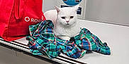 Sparky is registered to the contest to win money with this photo: cat, white_cat, plaid_shirt, red_tote_bag, veterinary_table, vet_tek, indoor, animal, pet, feline, fur, looking, resting, clothing, table, phone, monitor, medical, clinic, equipment