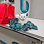 cat, white_cat, plaid_shirt, red_tote_bag, veterinary_table, vet_tek, indoor, animal, pet, feline, fur, looking, resting, clothing, table, phone, monitor, medical, clinic, equipment