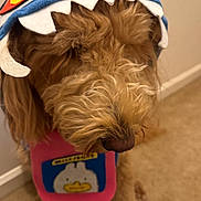 Willowb joined the competition — help win amazing prizes! dog, pet, costume, hat, bib, indoor, carpet, fur, cute, animal, brown_fur, clothing, accessory, playful, portrait, sitting, closeup, mammal, domestic_animal, funny