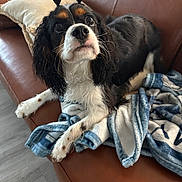 Mia joined the competition — help win amazing prizes! dog, couch, blanket, leather, indoor, pet, curious, black_and_white, fur, long_ears, cute, playful, relaxed, animal, living_room, fur_pattern, paw, sitting, cozy, portrait