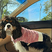 Mia is registered to the contest to win money with this photo: alert, animal, black, blue_sky, car, curious, dog, fur, interior, leisure, outdoor, pet, pink, seat, sunlight, sweater, tree, vehicle, white, window