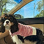 alert, animal, black, blue_sky, car, curious, dog, fur, interior, leisure, outdoor, pet, pink, seat, sunlight, sweater, tree, vehicle, white, window