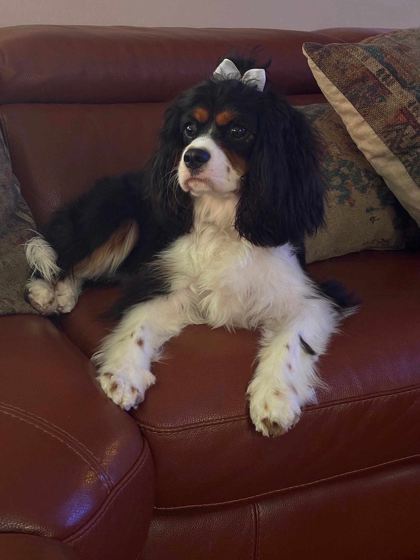 Mia is registered to the contest to win money with this photo: dog, cavalier_king_charles_spaniel, pet, animal, indoor, couch, leather, brown, bow, fur, cute, relaxed, companion, household, pillow, resting, portrait, domestic, ears, whiskers