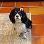Mia is registered to the contest to win money with this photo: adorable, animal, bow, companion, curly_fur, cute, dog, domestic, ears, eyes, face, fur, indoor, looking_up, pet, rug, sitting, small_dog, tile_floor, tricolor