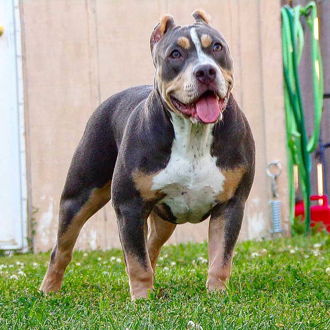 Mrs. Butterworth is registered to the contest to win money with this photo: american_bulldog, american_pit_bull_terrier, american_staffordshire_terrier, ancient_dog_breeds, bull_and_terrier, canidae, carnivore, dog, dog_breed, fawn, mammal, molosser, non_sporting_group, pit_bull, rare_breed_dog, snout, vertebrate