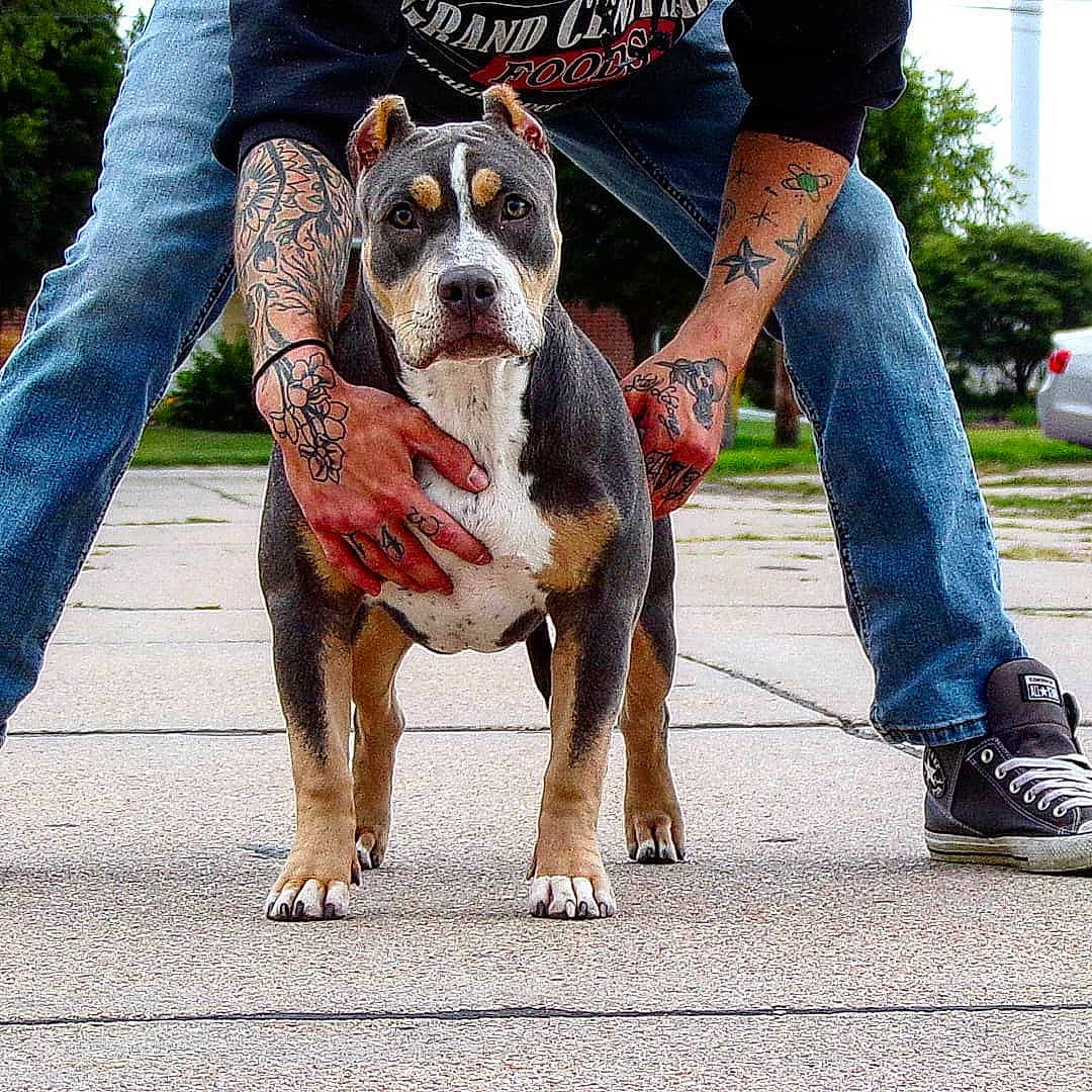 Mrs. Butterworth is registered to the contest to win money with this photo: american_bulldog, american_pit_bull_terrier, american_staffordshire_terrier, bulldog, canidae, carnivore, companion_dog, dog, dog_breed, dog_walking, fawn, mammal, non_sporting_group, olde_english_bulldogge, pit_bull, rare_breed_dog, renascence_bulldogge, snout, sporting_group, vertebrate