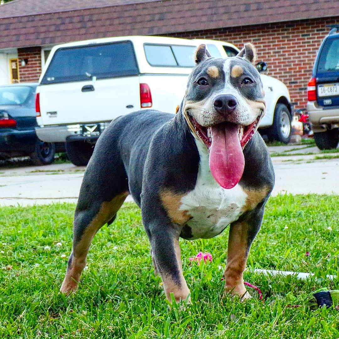 Mrs. Butterworth is registered to the contest to win money with this photo: american_pit_bull_terrier, american_staffordshire_terrier, bull_and_terrier, canidae, carnivore, companion_dog, dog, dog_breed, fawn, grass, mammal, molosser, non_sporting_group, pit_bull, rare_breed_dog, snout, vertebrate