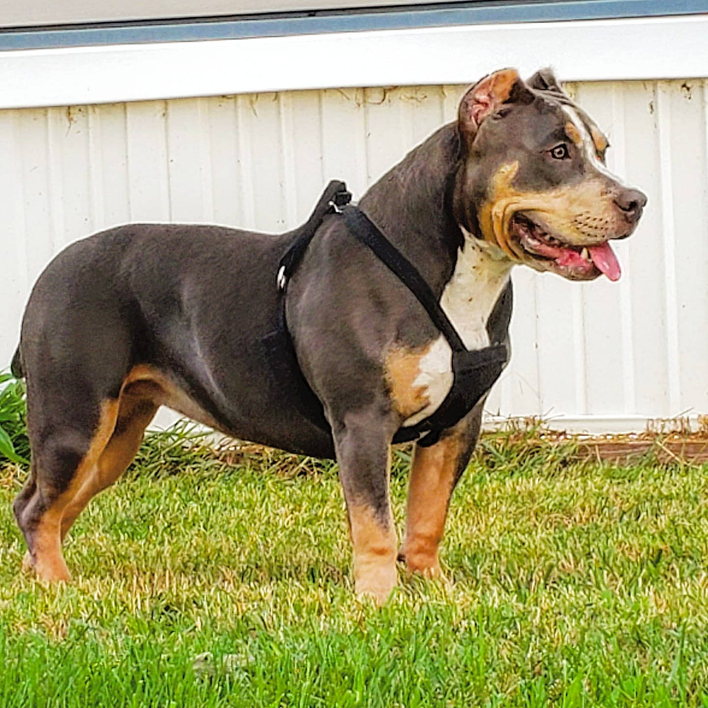 Mrs. Butterworth is registered to the contest to win money with this photo: american_pit_bull_terrier, american_staffordshire_terrier, canidae, carnivore, dog, dog_breed, fawn, mammal, pit_bull, rare_breed_dog, vertebrate