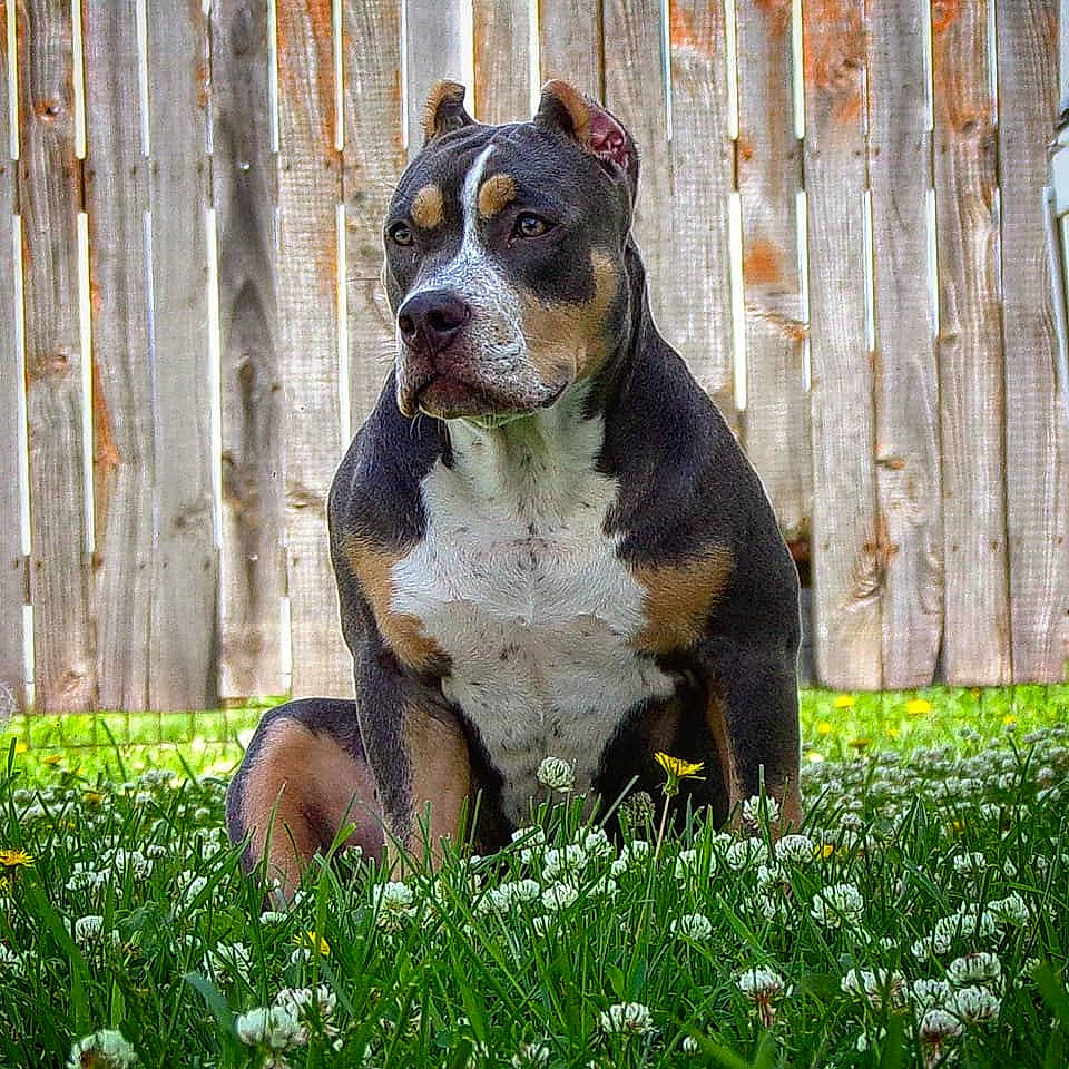 Mrs. Butterworth joined the competition — help win amazing prizes! american_pit_bull_terrier, american_staffordshire_terrier, canidae, carnivore, companion_dog, dog, dog_breed, fawn, mammal, molosser, pit_bull, plant, rare_breed_dog, snout, vertebrate