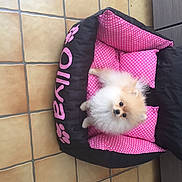 Ollya participe au concours pour gagner de l'argent avec cette photo : dog, pomeranian, pet_bed, pink, black, heart_pattern, floor_tiles, cute, fluffy, small_dog, indoors, looking_up, cozy, animal, companion, domestic, adorable, fur, puppy, pet