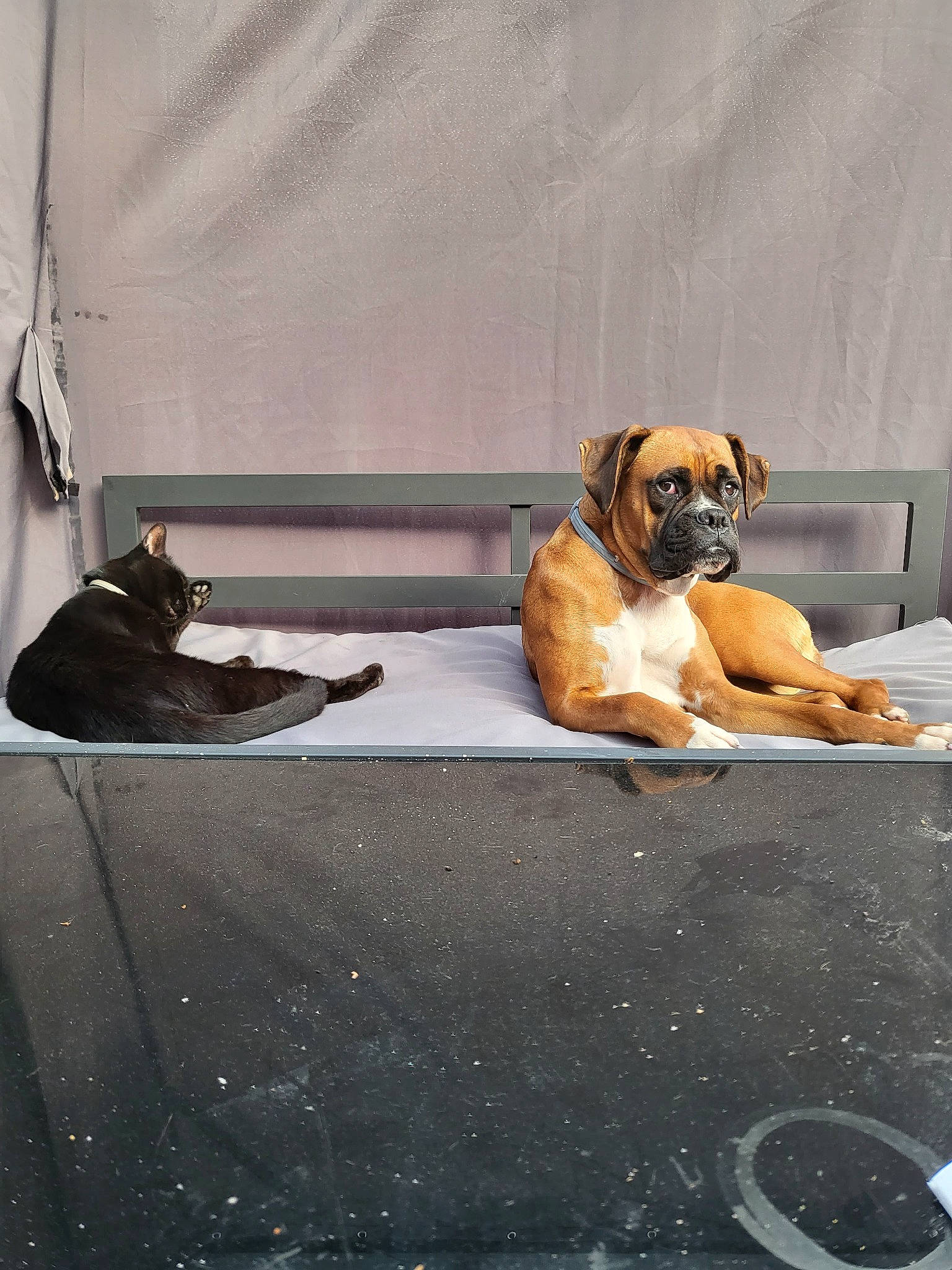 Shelby a rejoint le concours — aidez-le/la à gagner de superbes lots ! ancient_dog_breeds, art, asphalt, boxer, carnivore, comfort, companion_dog, dog, dog_breed, fawn, floor, flooring, puggle, road_surface, sitting, still_life_photography, tail, tints_and_shades, working_animal, working_dog