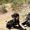 Archie participe au concours pour gagner de l'argent avec cette photo : dog, puppy, dachshund, harness, outdoor, sunlight, dirt_path, backpack, nature, plants, shadow, pet, animal, sitting, small_dog, cute, young, walking_trail, brown, black