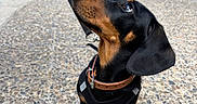 Archie a rejoint le concours — aidez-le/la à gagner de superbes lots ! dog, dachshund, puppy, black_and_tan, leash, harness, collar, street, cobblestone, outdoor, pet, animal, cute, sitting, looking_up, small_dog, urban, sidewalk, closeup, canine