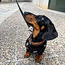 dog, dachshund, puppy, black_and_tan, leash, harness, collar, street, cobblestone, outdoor, pet, animal, cute, sitting, looking_up, small_dog, urban, sidewalk, closeup, canine