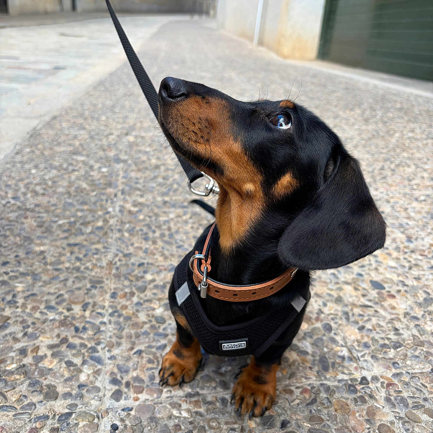 Archie a rejoint le concours — aidez-le/la à gagner de superbes lots ! dog, dachshund, puppy, black_and_tan, leash, harness, collar, street, cobblestone, outdoor, pet, animal, cute, sitting, looking_up, small_dog, urban, sidewalk, closeup, canine